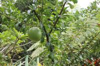 Inselrundfahrt - St.Lucia - Botanischer Garten