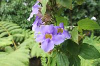 Inselrundfahrt - St.Lucia - Botanischer Garten