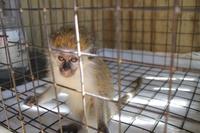 Inselrundfahrt - Barbados