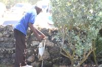 Inselrundfahrt Barbados - Animal Flower Cave