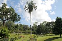 Trinidad & Tobago - Port of Spain - Botanischer Garten