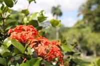 Trinidad & Tobago - Port of Spain - Botanischer Garten