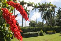 Trinidad & Tobago - Port of Spain - Botanischer Garten