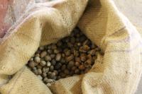 Grenada - Muskatnuss-Fabrik