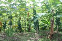 Grenada - Inselrundfahrt