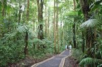 Dominica - Spaziergang zum Emerald Pool