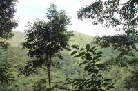 Dominica - Baden im Emerald Pool