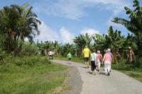 Martinique - Inselrundfahrt - Bananenplantage