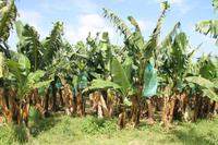 Martinique - Inselrundfahrt - Bananenplantage