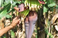 Martinique - Inselrundfahrt - Bananenplantage