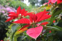 Guadeloupe - Parc National de la Guadeloupe