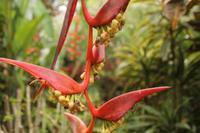 Guadeloupe - Parc National de la Guadeloupe