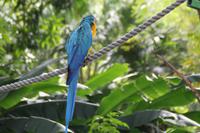 Guadeloupe - Parc National de la Guadeloupe