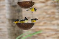 St.Maarten - Ausflug zu Pinel Island