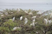 St.Kitts - Basseterre