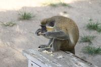 St.Kitts - Inselrundfahrt