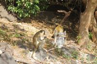 St.Kitts - Inselrundfahrt