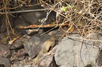 St.Kitts - Inselrundfahrt