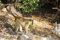 St.Kitts - Inselrundfahrt