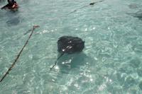 Antigua - Stachelrochen-Ausflug