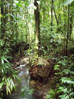 Dominica - Emerald Pool