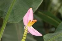 Guadeloupe - Parc National de la Guadeloupe
