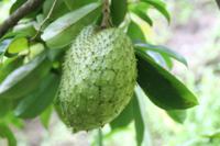Inselrundfahrt - St.Lucia - Botanischer Garten