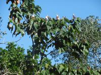 Botanischer Garten Cienfuegos