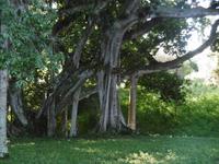 Botanischer Garten Cienfuegos