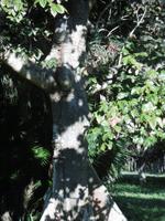 Botanischer Garten Cienfuegos