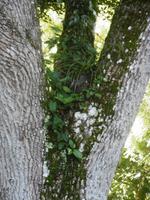 Botanischer Garten Cienfuegos