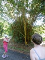 Botanischer Garten Cienfuegos