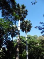 Botanischer Garten Cienfuegos