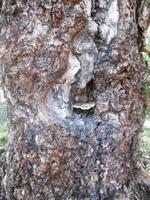 Botanischer Garten Cienfuegos