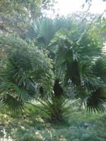 Botanischer Garten Cienfuegos