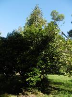 Botanischer Garten Cienfuegos