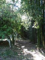 Botanischer Garten Cienfuegos