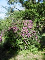 Botanischer Garten Cienfuegos