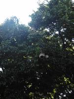 Botanischer Garten Cienfuegos