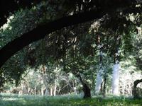 Botanischer Garten Cienfuegos