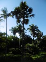 Botanischer Garten Cienfuegos