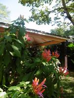 Botanischer Garten Cienfuegos