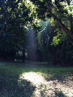 Botanischer Garten Cienfuegos