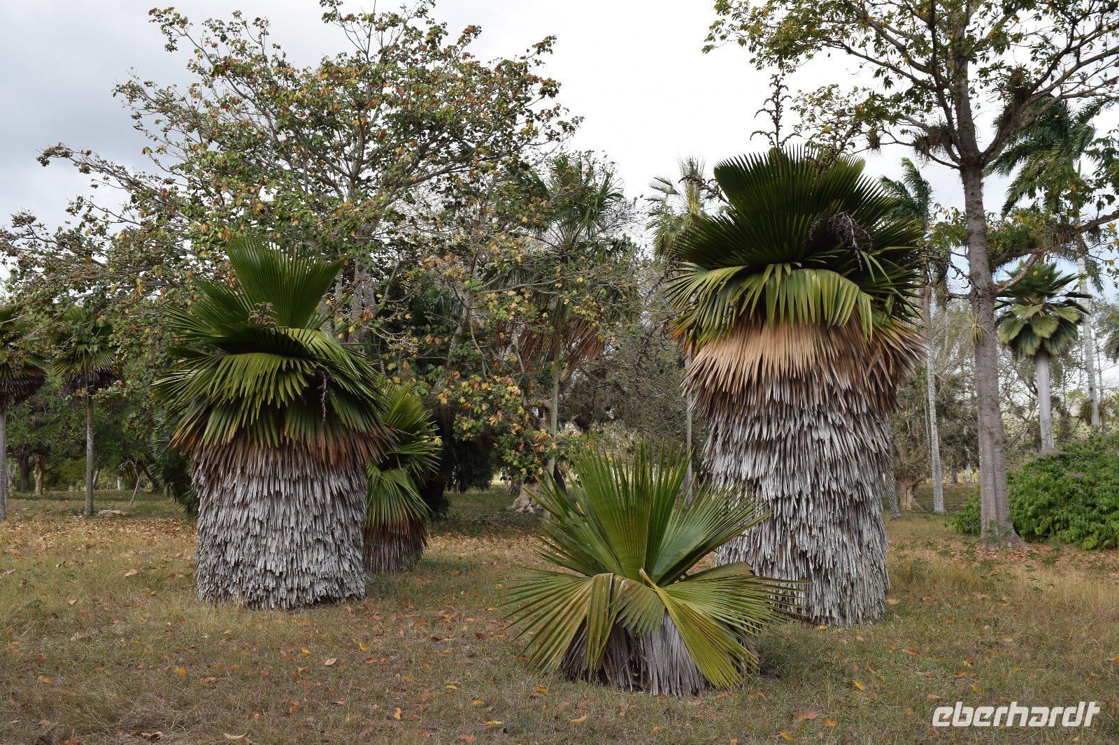 Copernicia -Palmen im Botanischen Garten Cienfuegos