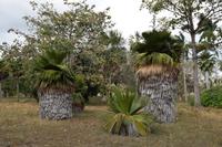 Copernicia -Palmen im Botanischen Garten Cienfuegos