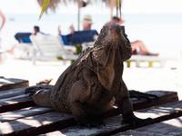 Leguan auf Cayo Rico