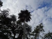 Wie ein Scherenschnitt wirkt diese Palme im Botanischen Garten Cienfuegos