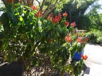 Der Krabbenschwanzstrauch