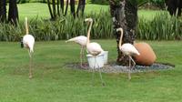 Flamingos Dom. Rep.
