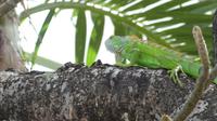 Leguan auf Martinique